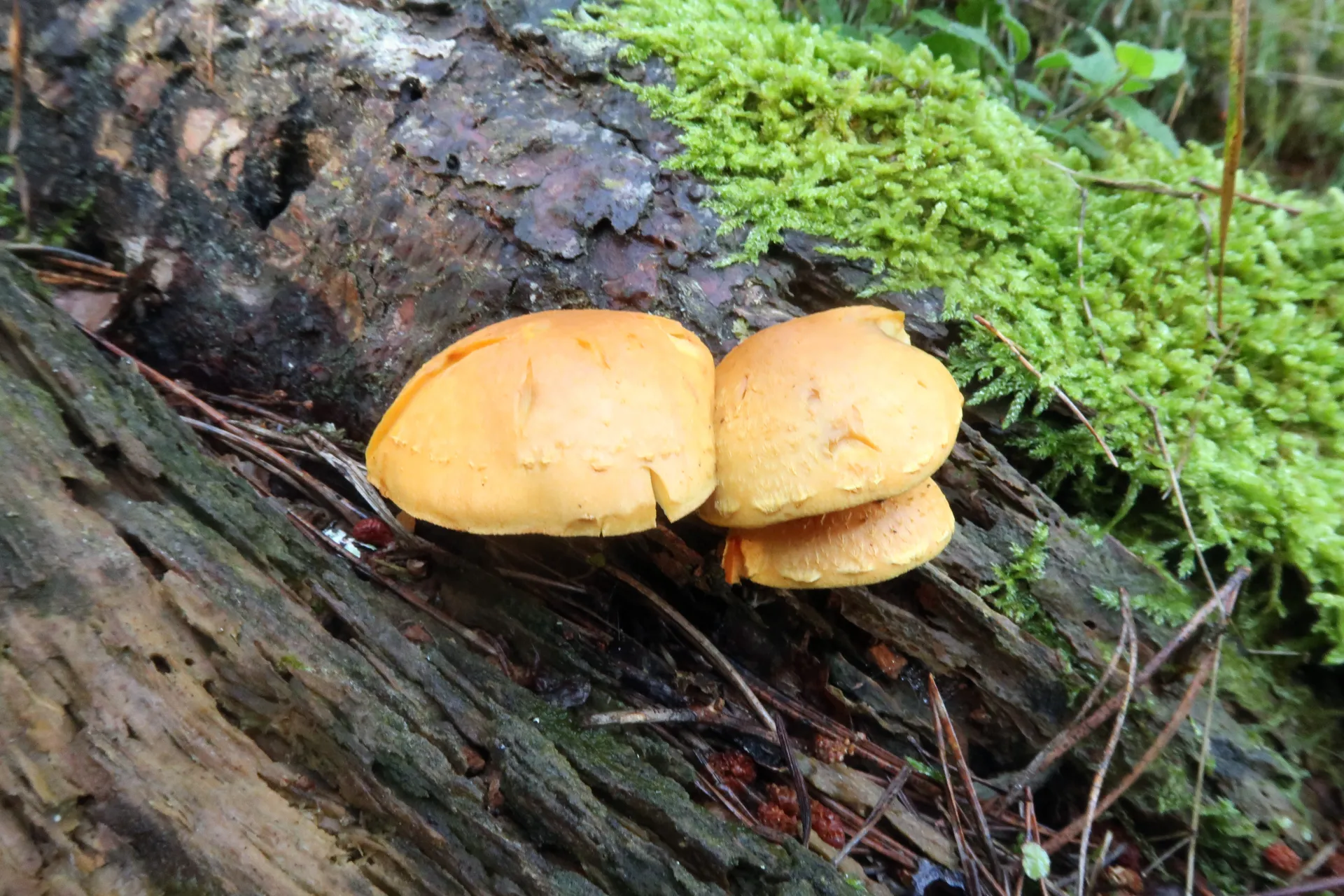 Pholiota flammans - 1 - IMG_7447